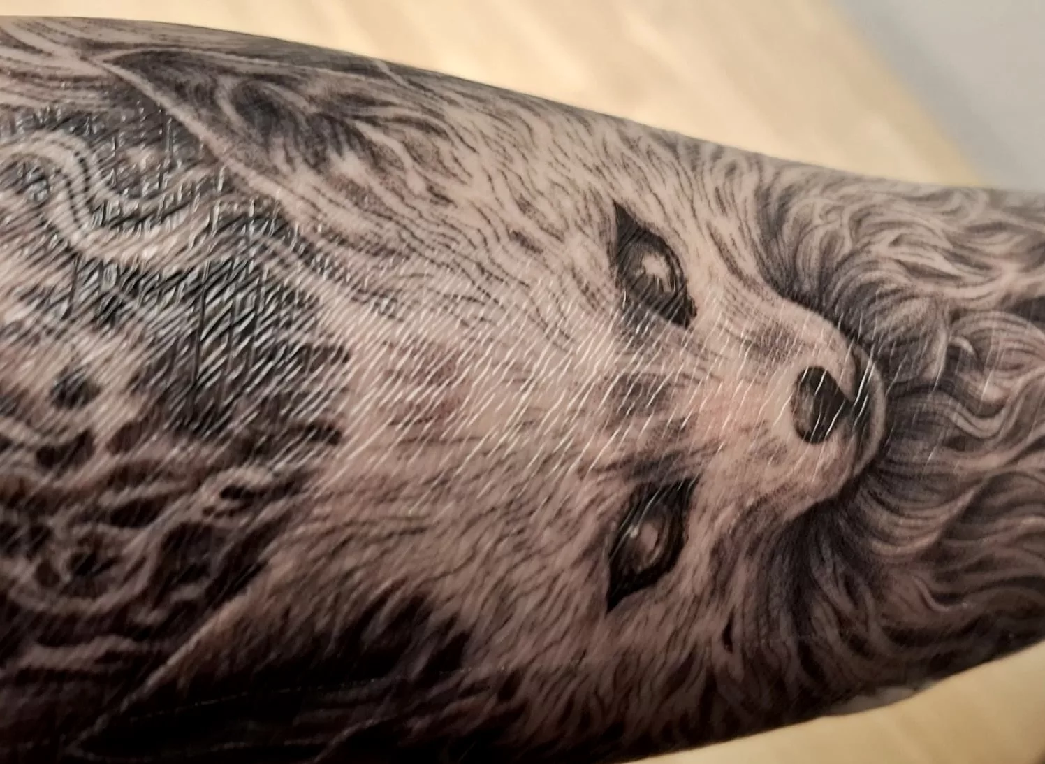 Nahaufnahme eines Fuchs-Tattoos in Black-and-grey auf einem Unterarm. Die Farbe des Tattoos ist unter der Folie an einigen Stellen verlaufen.